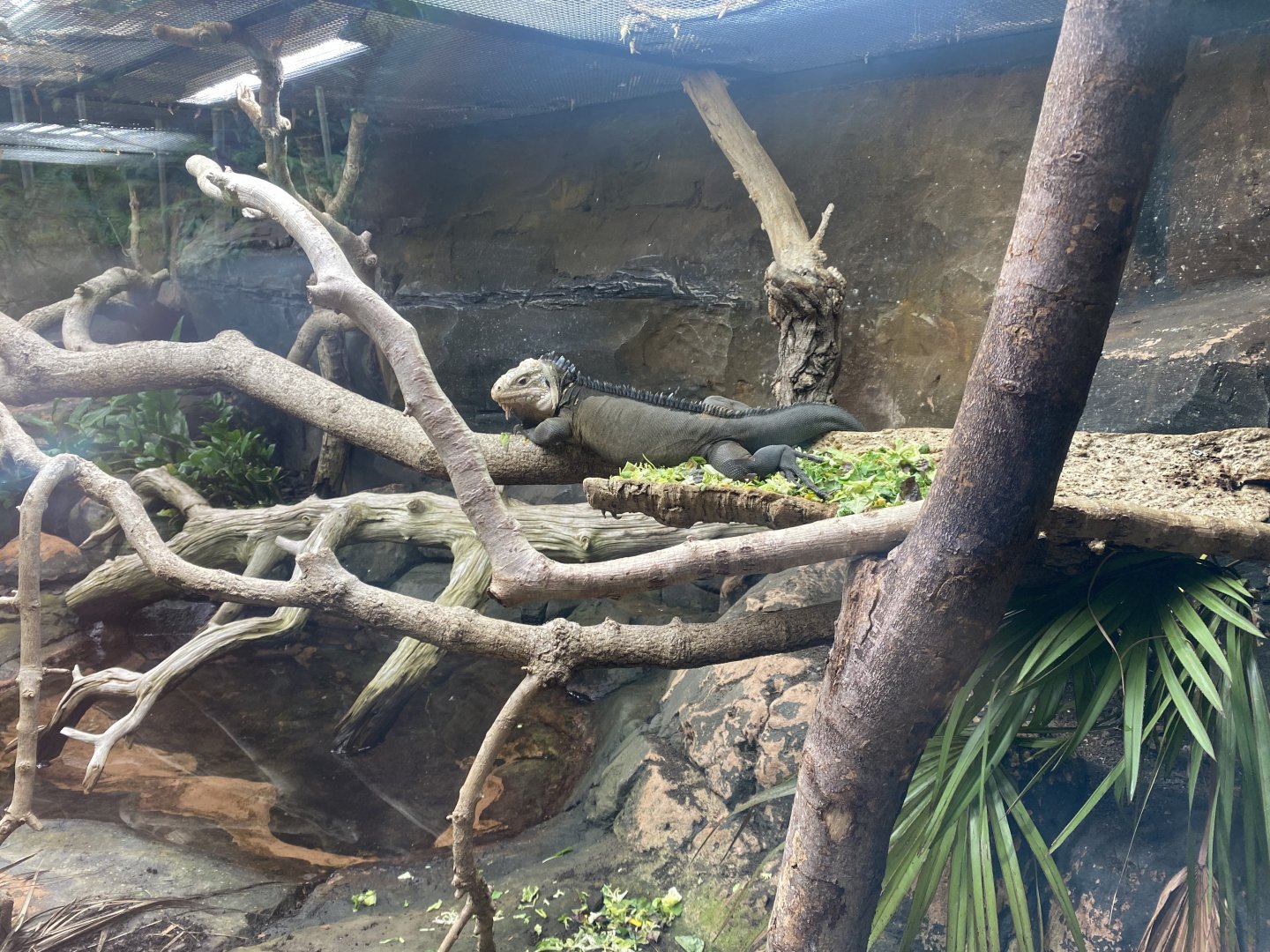 Tropical Trails - Lesser Antiguan iguana/Antigua anole exhibit 030925