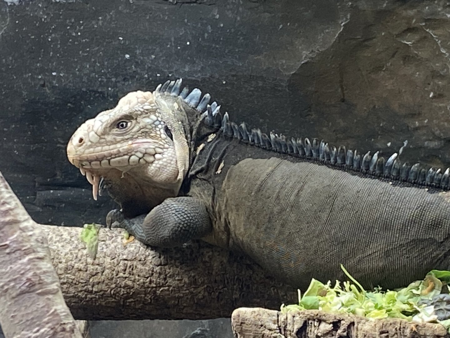 Tropical Trails - Lesser Antillean iguana 030925