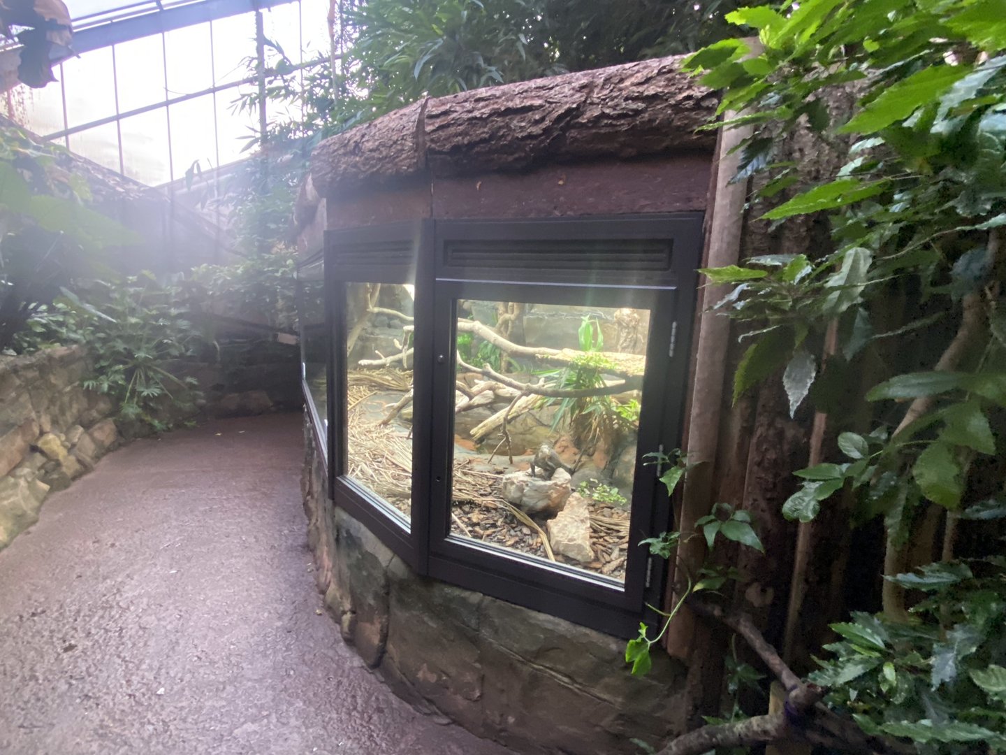 Tropical Trails - Lesser Antillean iguana exhibit 161222