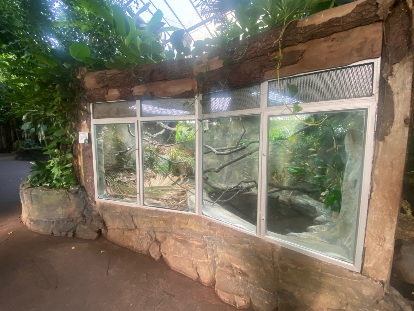 Tropical Trails - Lesser Antillean iguana exhibit 290923