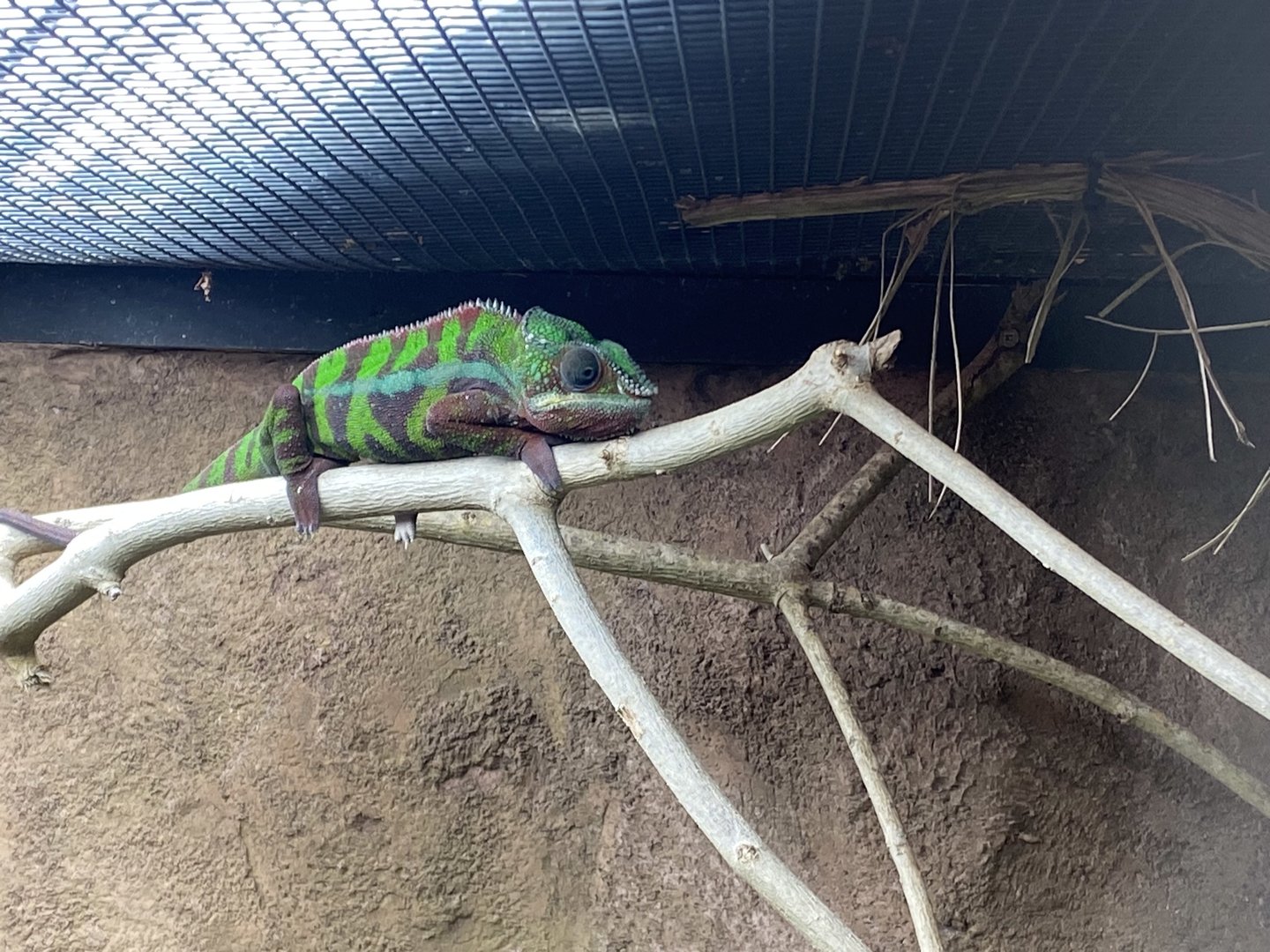 Tropical Trails - Panther chameleon 161222