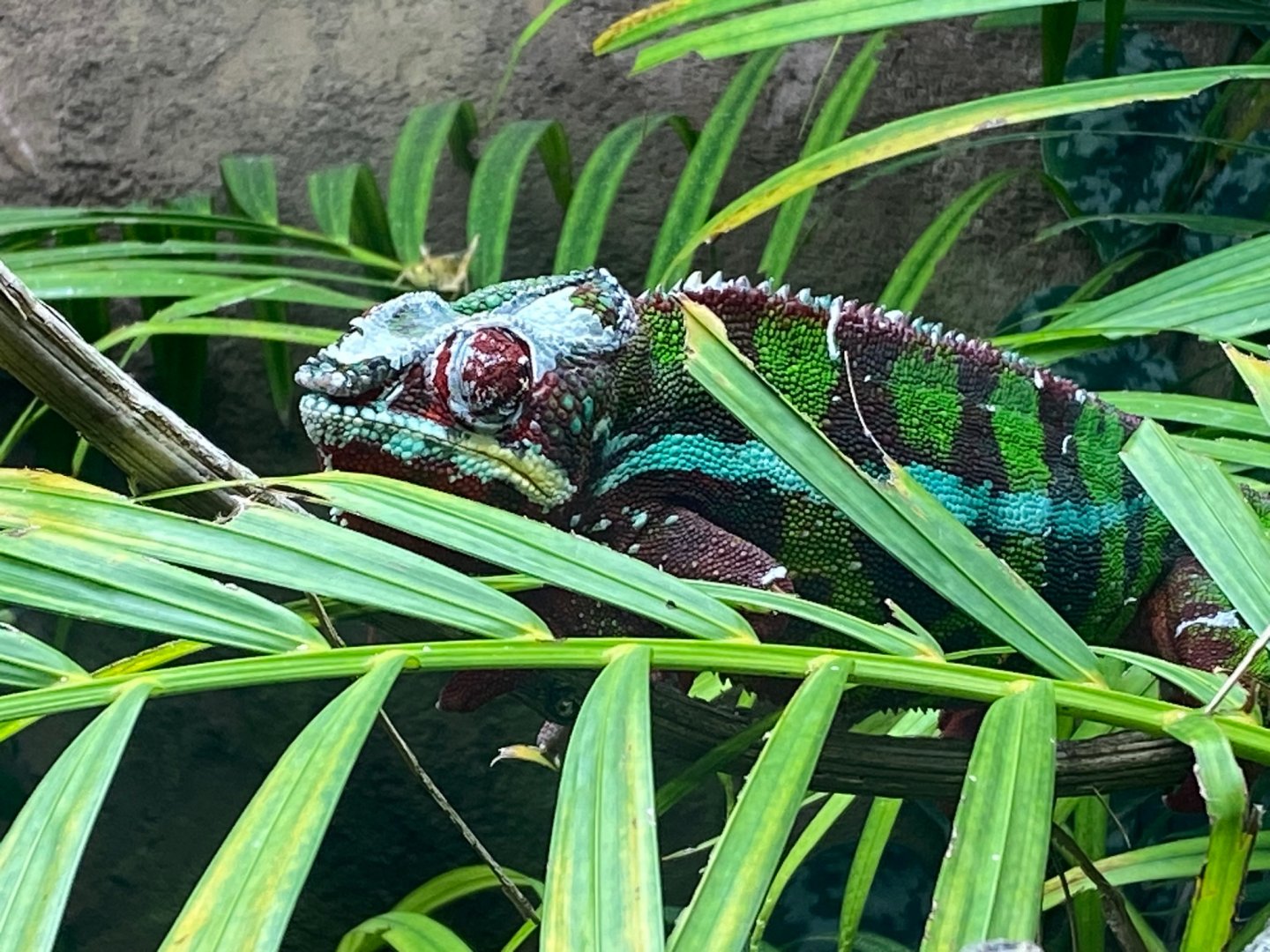 Tropical Trails - Panther chameleon 290923