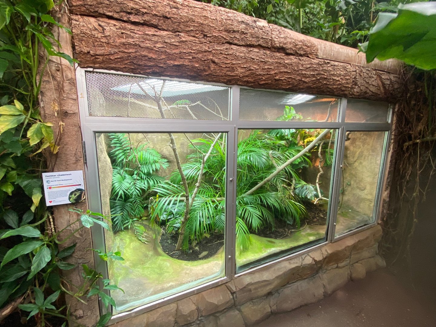 Tropical Trails- Panther chameleon exhibit 161222