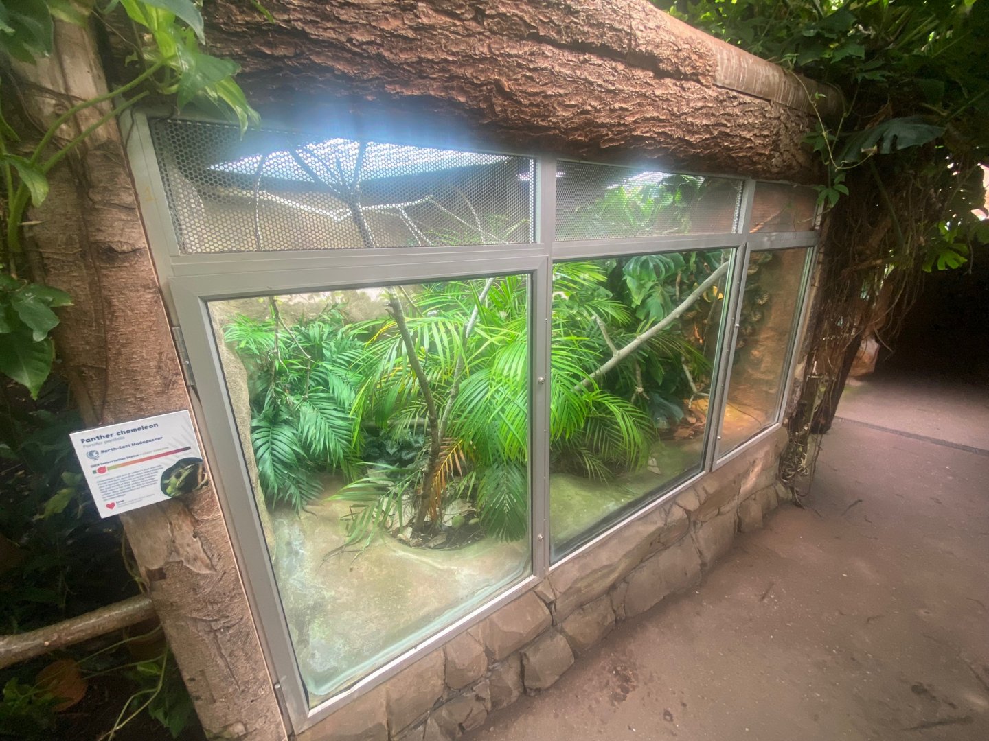 Tropical Trails - Panther chameleon exhibit 290923