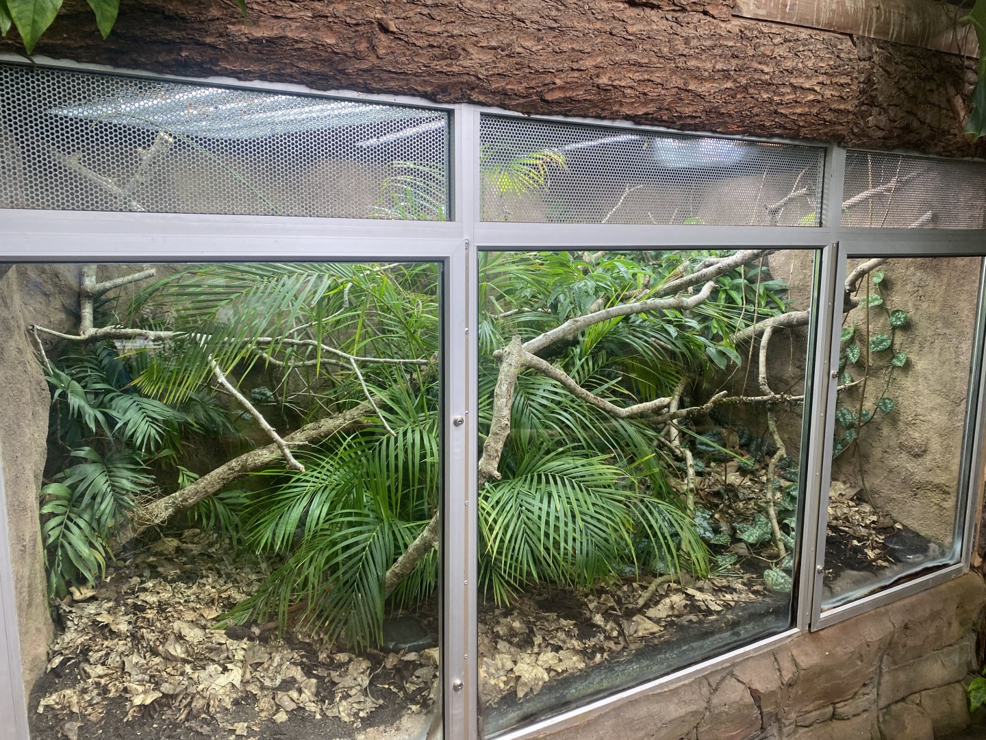 Tropical Trails - Peruvian bush anole exhibit 030925