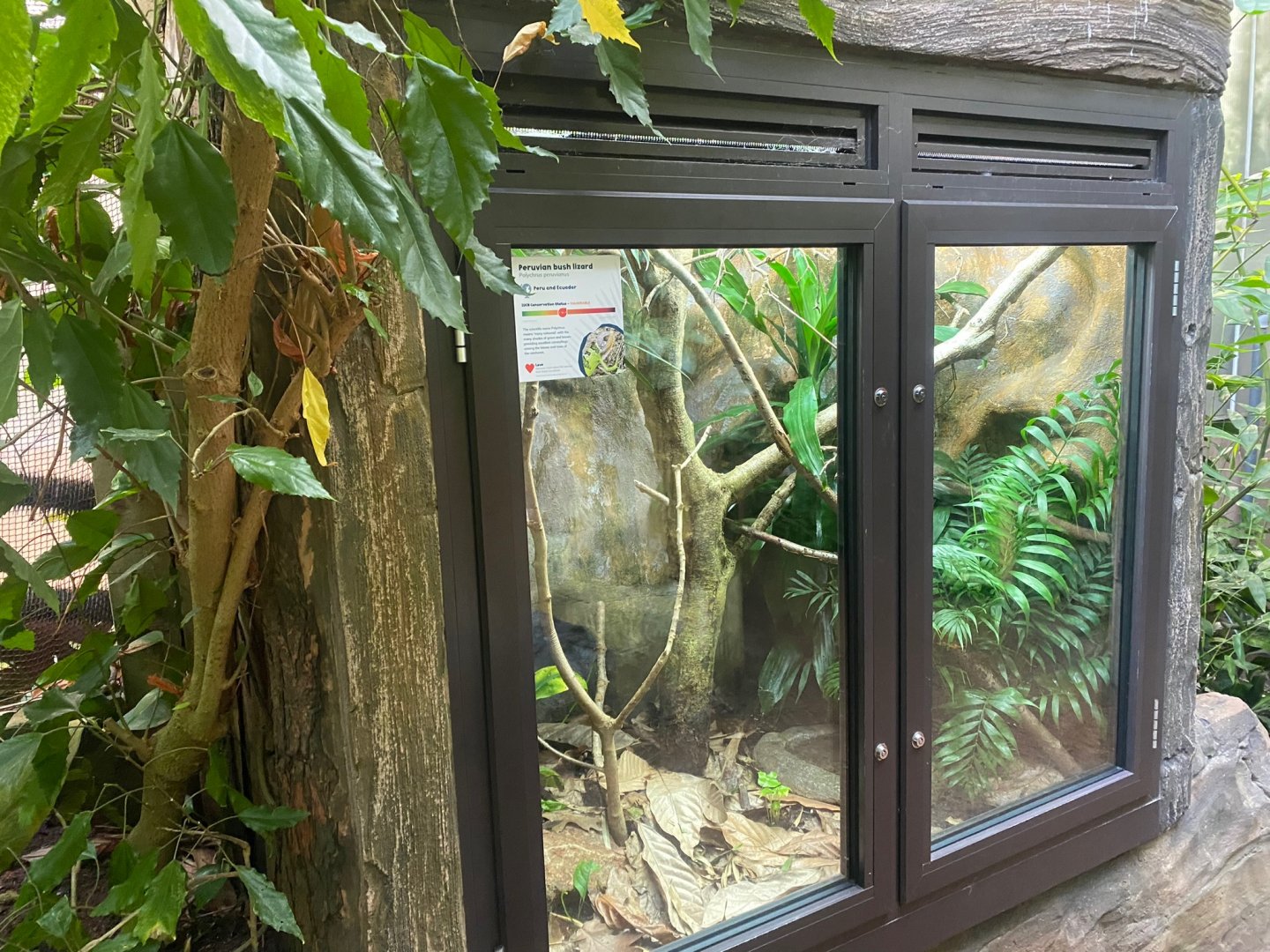 Tropical Trails - Peruvian bush anole exhibit 290923