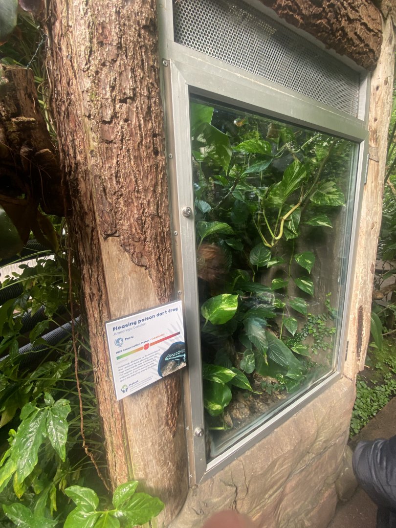 Tropical Trails - Pleasing poison frog exhibit 030925