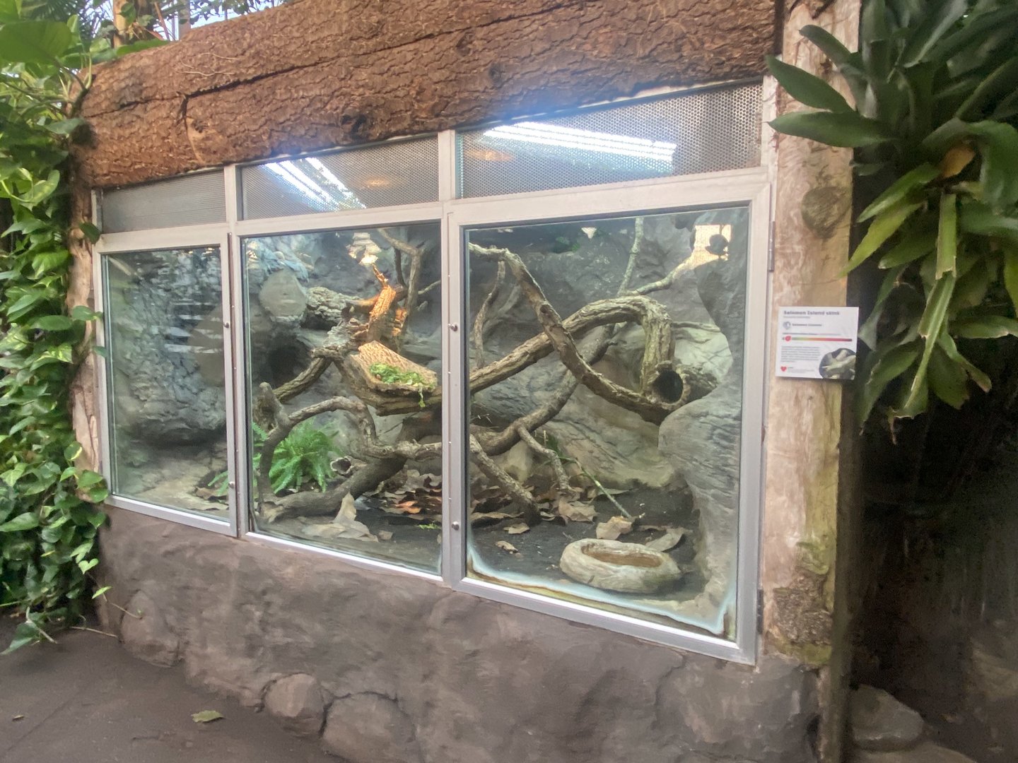 Tropical Trails - Prehensile-tailed skink exhibit 161222