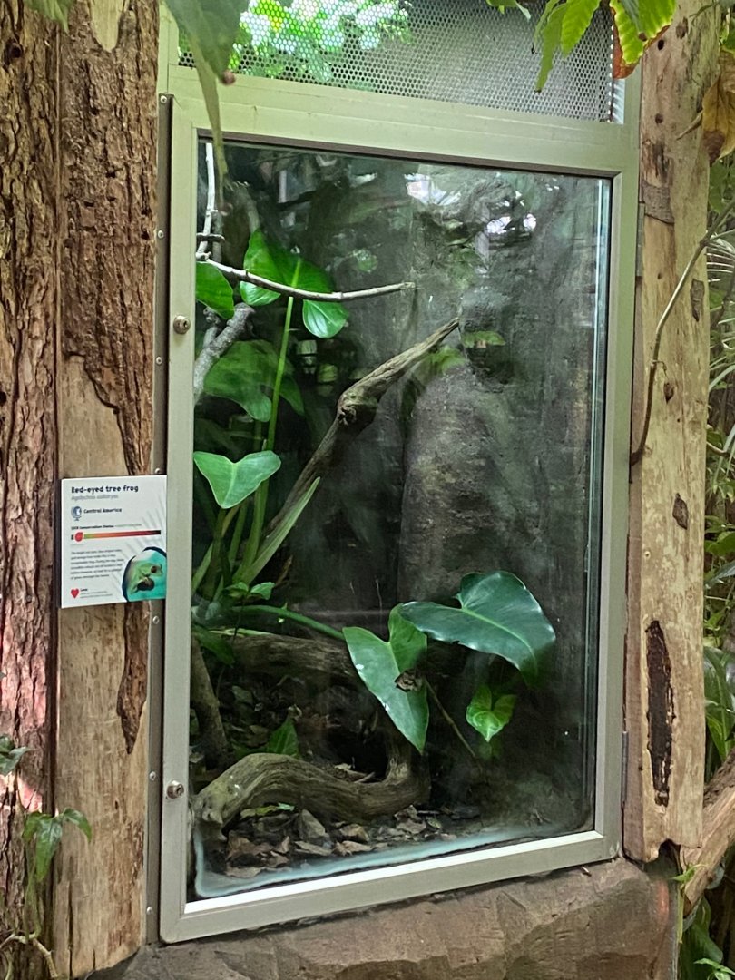 Tropical Trails - Red-eyed tree frog exhibit 290923