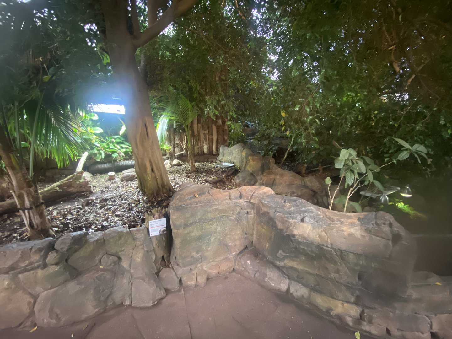 Tropical Trails - Red-footed tortoise exhibit 161222