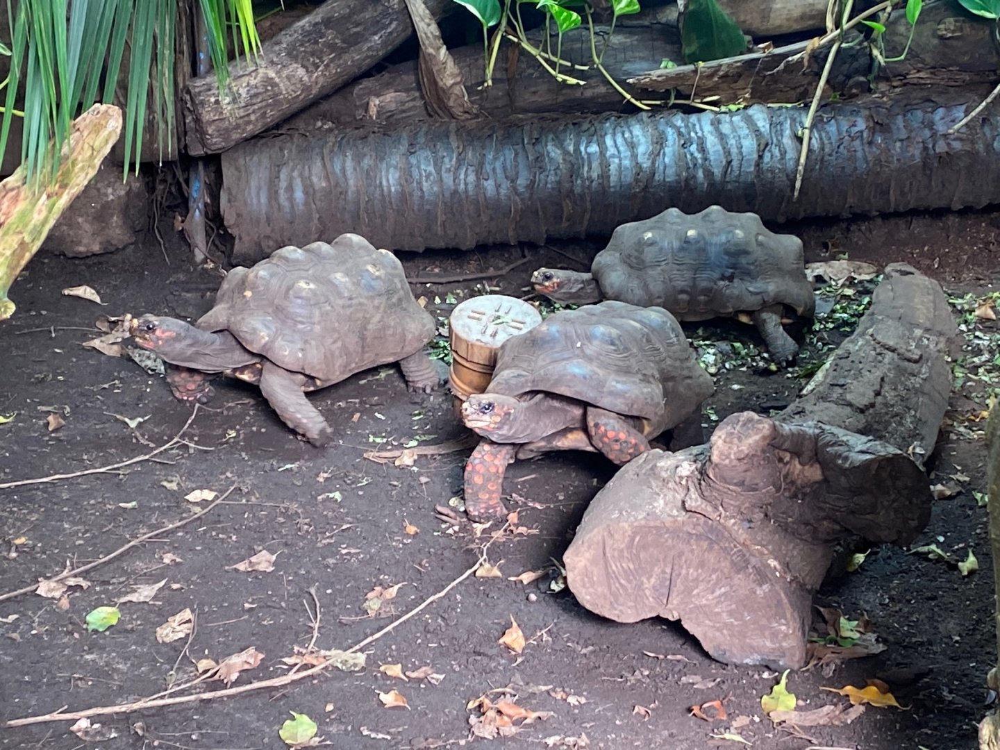 Tropical Trails - Red-footed tortoises 290923