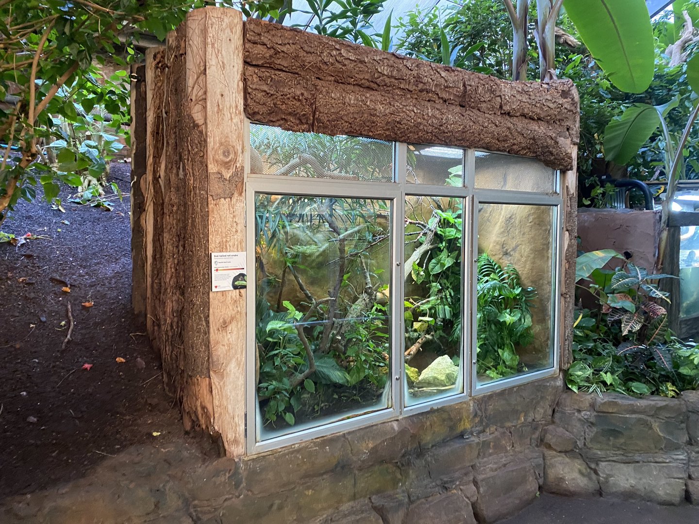 Tropical Trails - Red-tailed ratsnake exhibit 161222