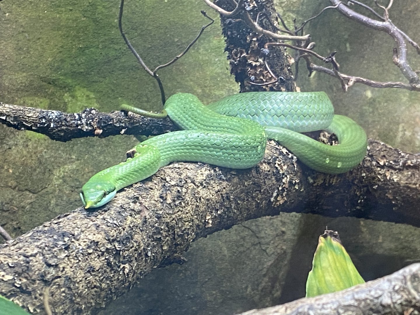 Tropical Trails - Rhinoceros ratsnake 030925