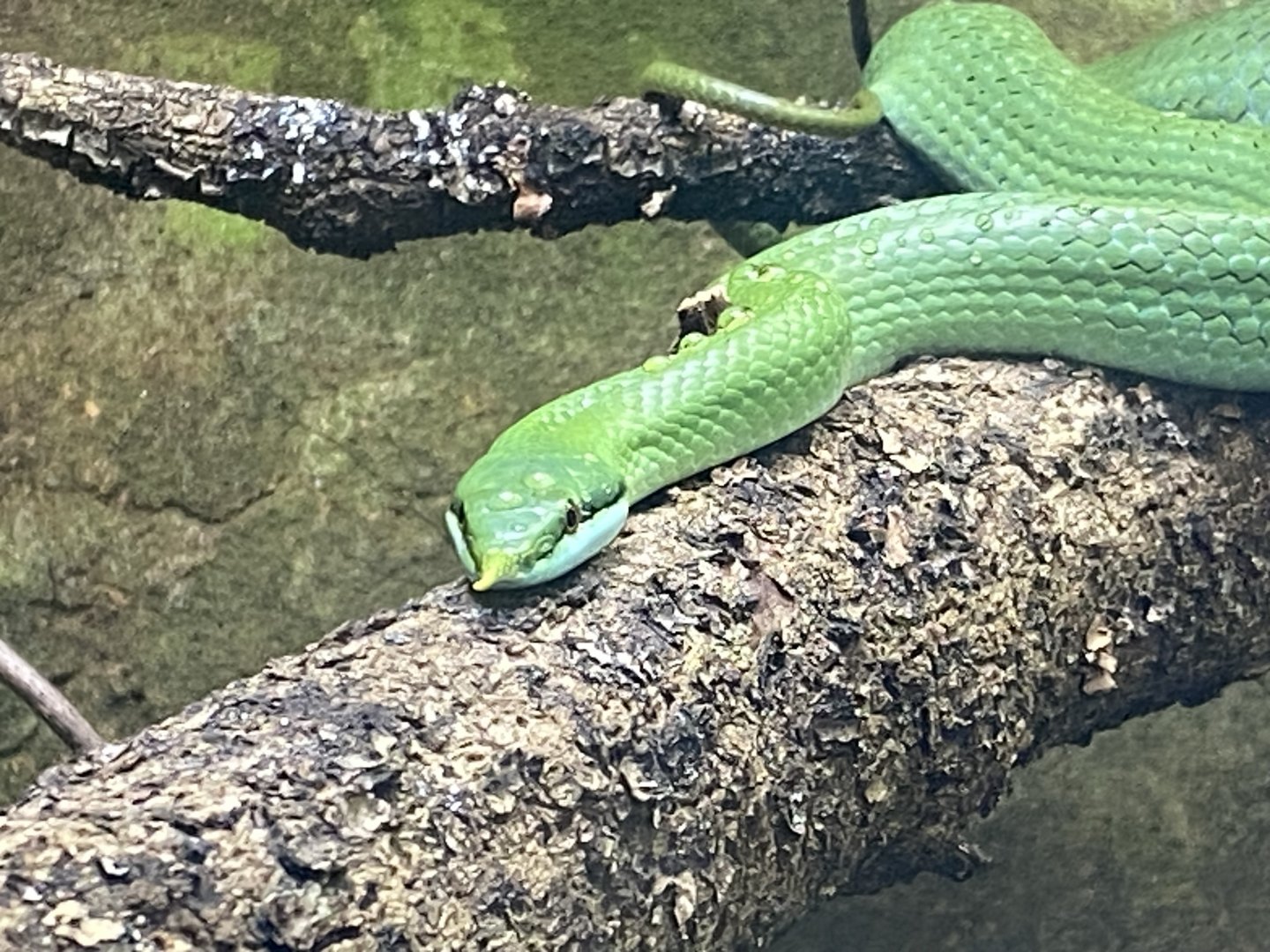 Tropical Trails - Rhinoceros ratsnake 030925