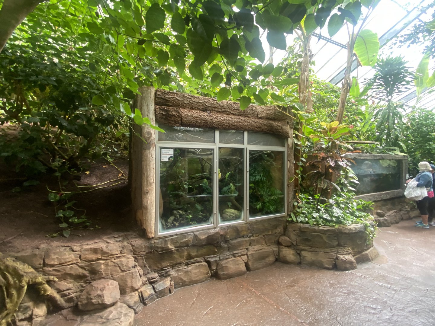 Tropical Trails - Rhinoceros ratsnake exhibit 030925