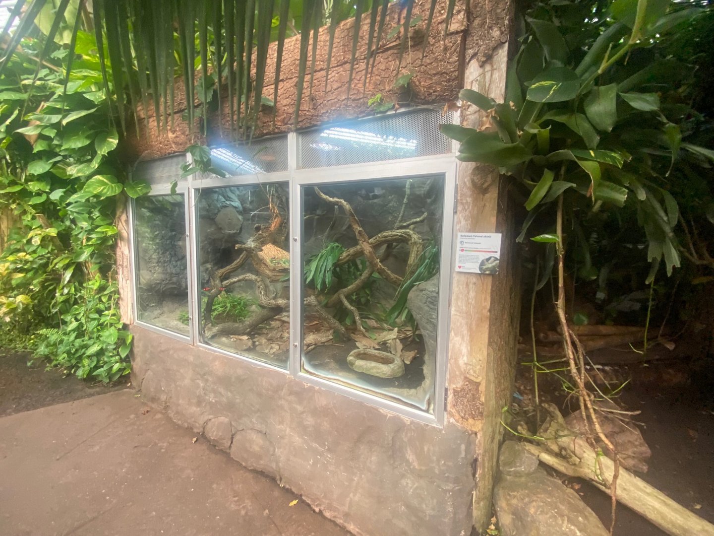 Tropical Trails- Solomon Islands skink exhibit 290923