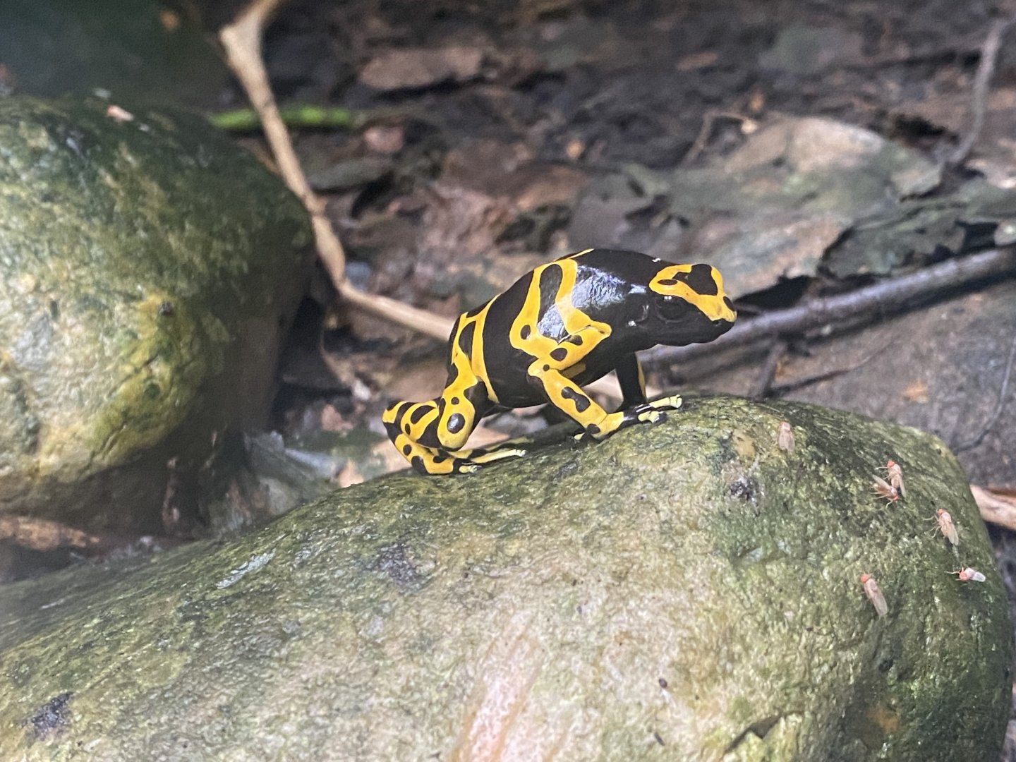 Tropical Trails - Yellow-banded poison dart frog 030925