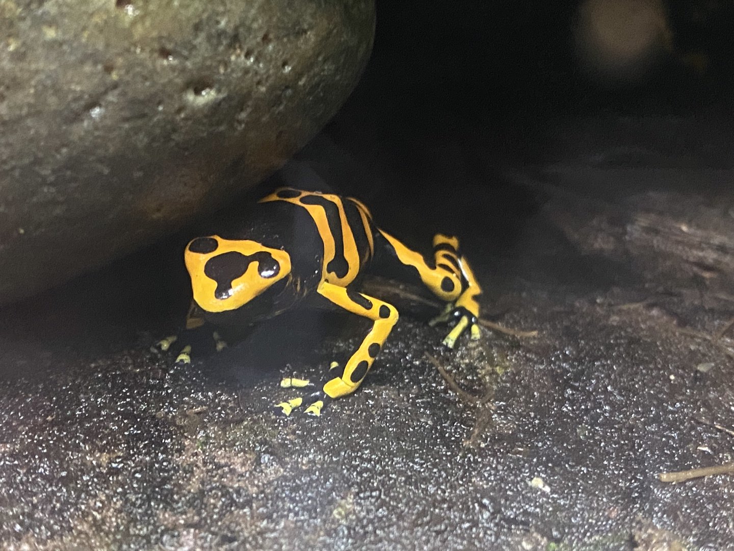 Tropical Trails - Yellow-banded poison dart frog 161222