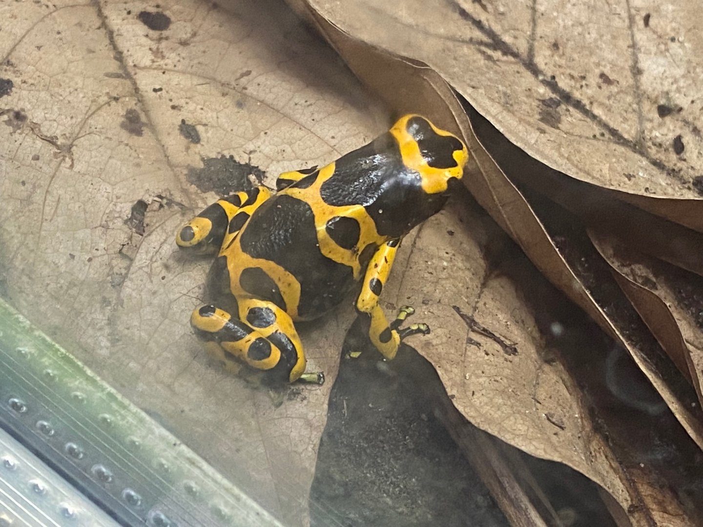 Tropical Trails - Yellow-banded poison dart frog 290923