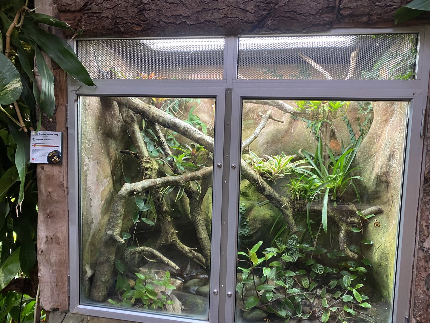 Tropical Trails - Yellow-banded poison dart frog exhibit 161222