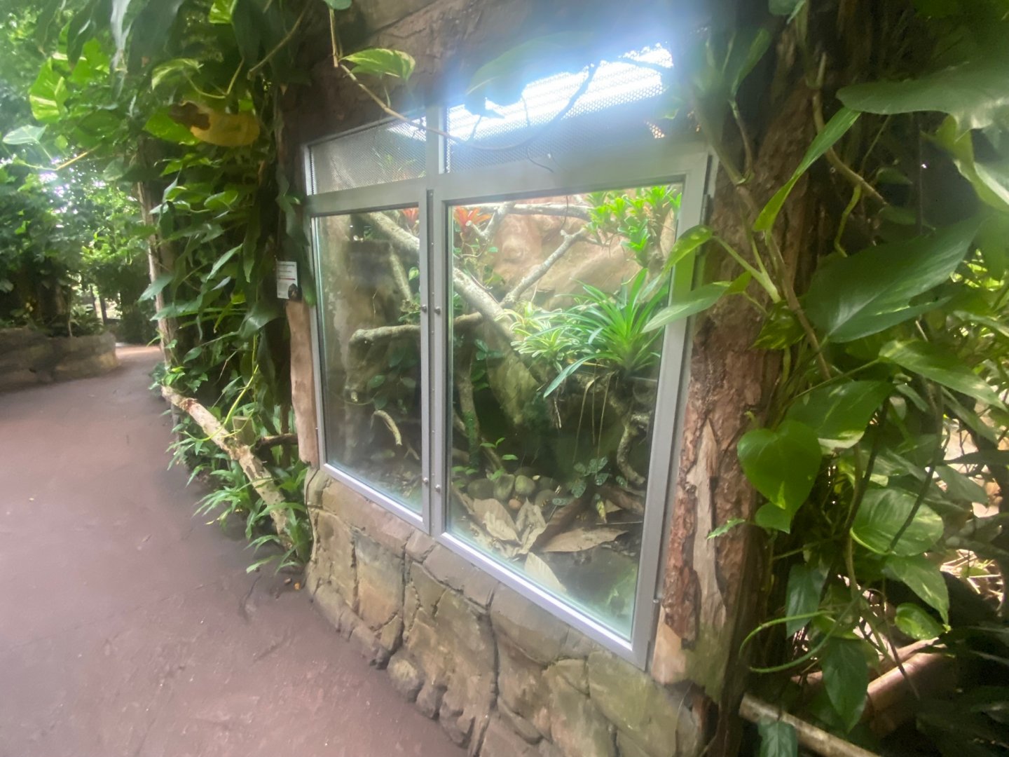 Tropical Trails - Yellow-banded poison dart frog exhibit 290923