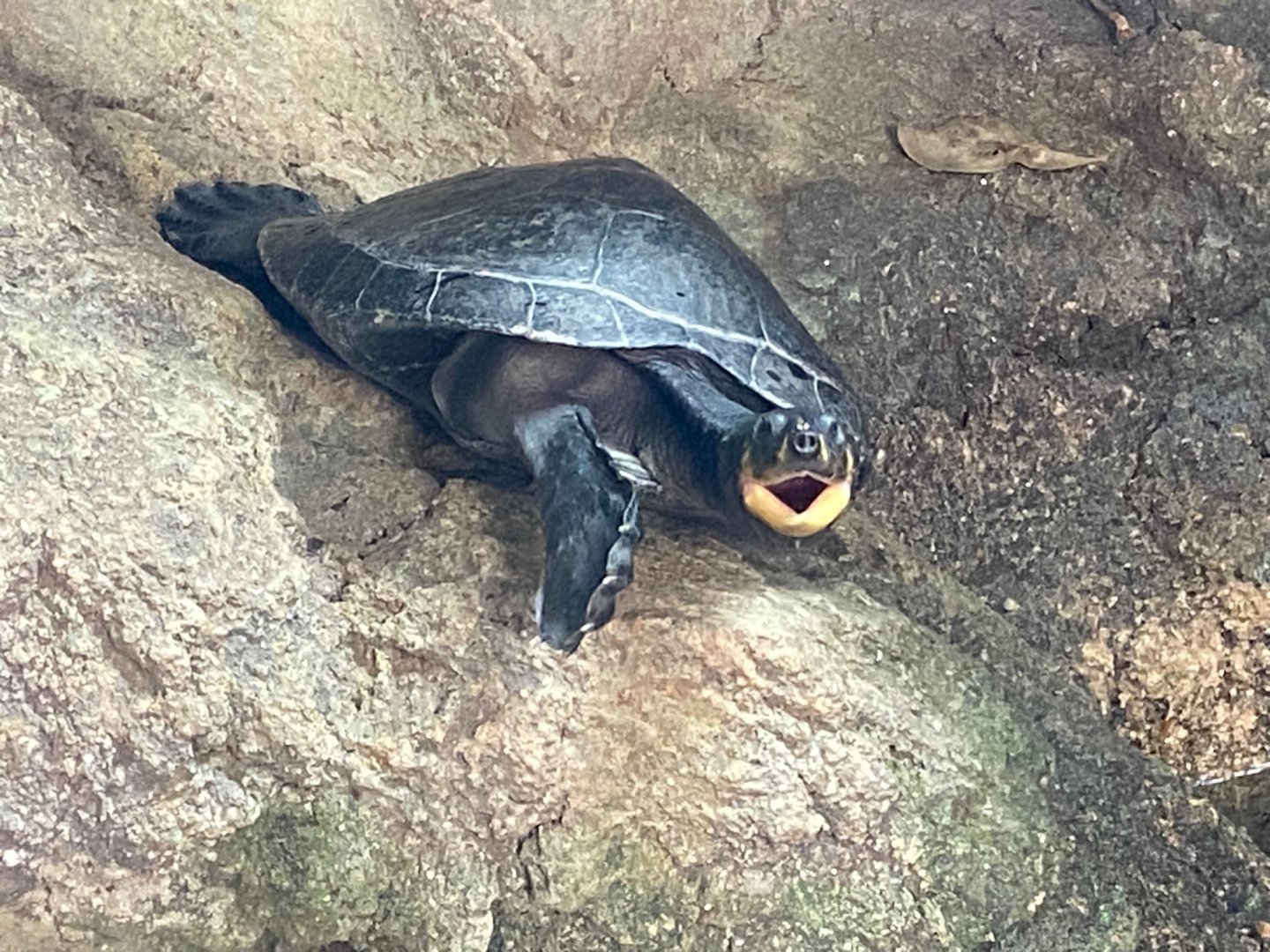 Tropical Trails - Yellow-spotted Amazon river turtle 290923
