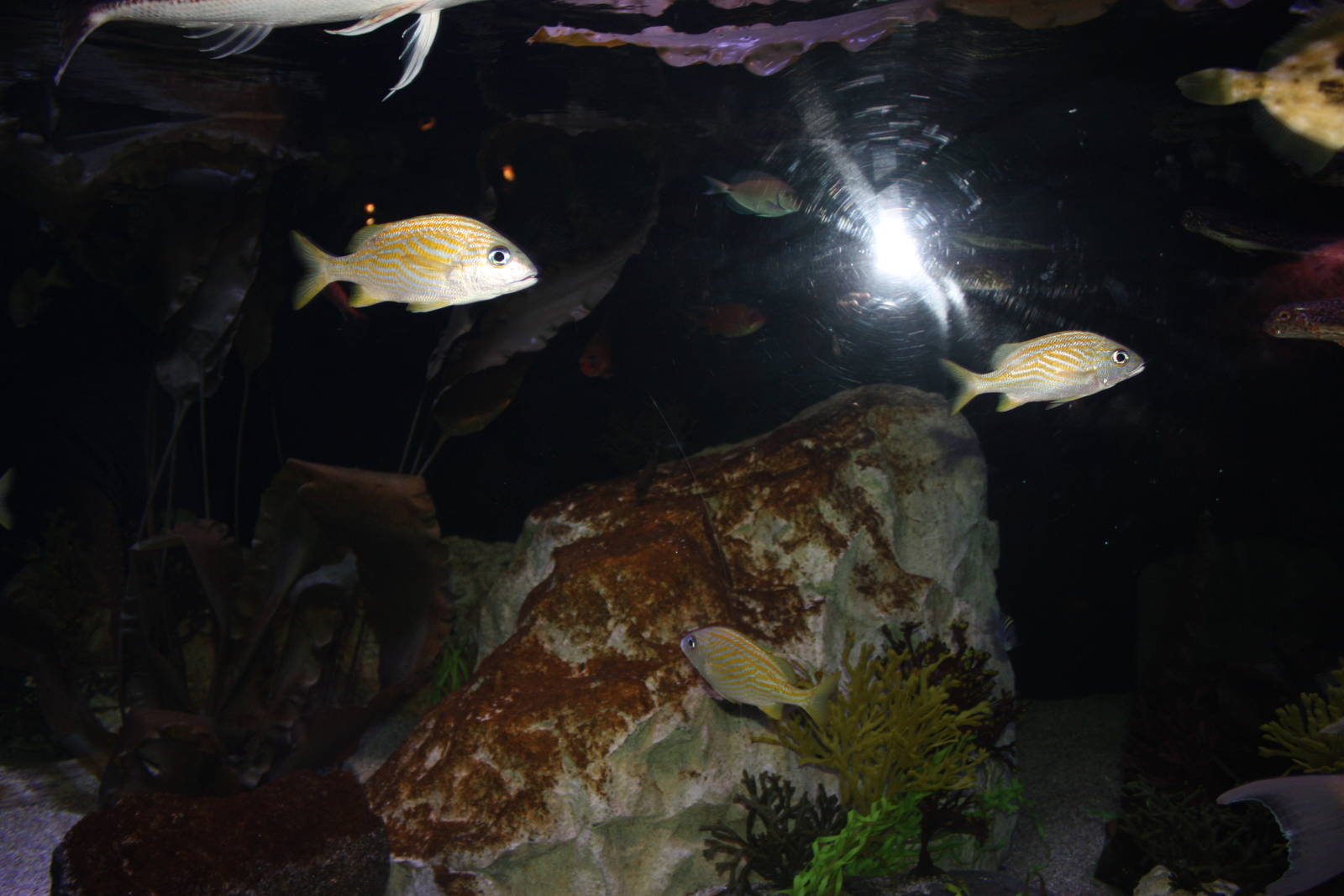 Tropical Travelers Exhibit