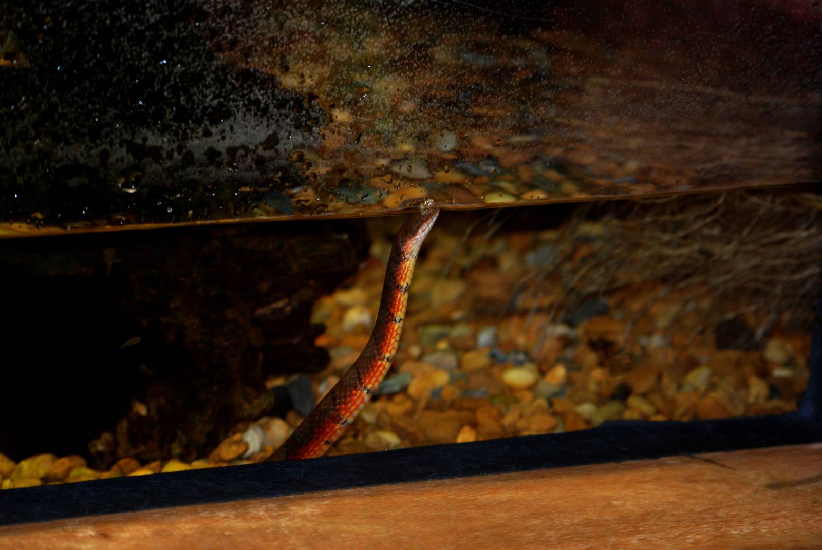 Tropical Water Snake at Miami, 12/10/13