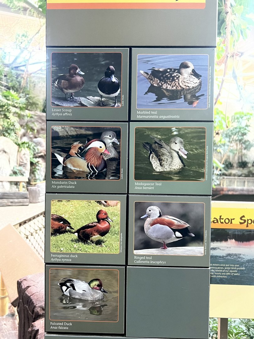 Tropical Waterfowl Sign