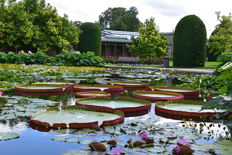 Tropical waterlilies