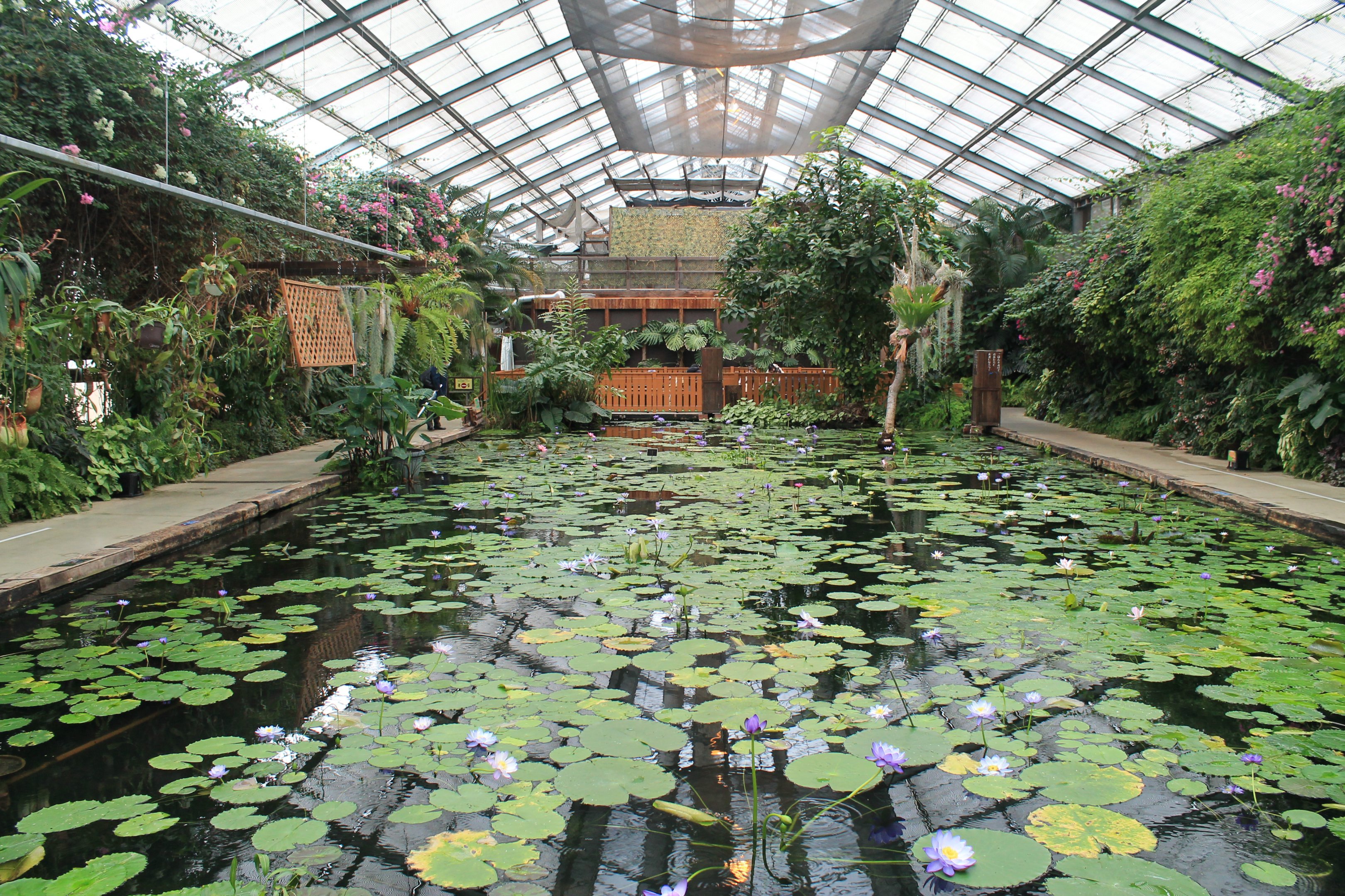 Tropical waterlily pool