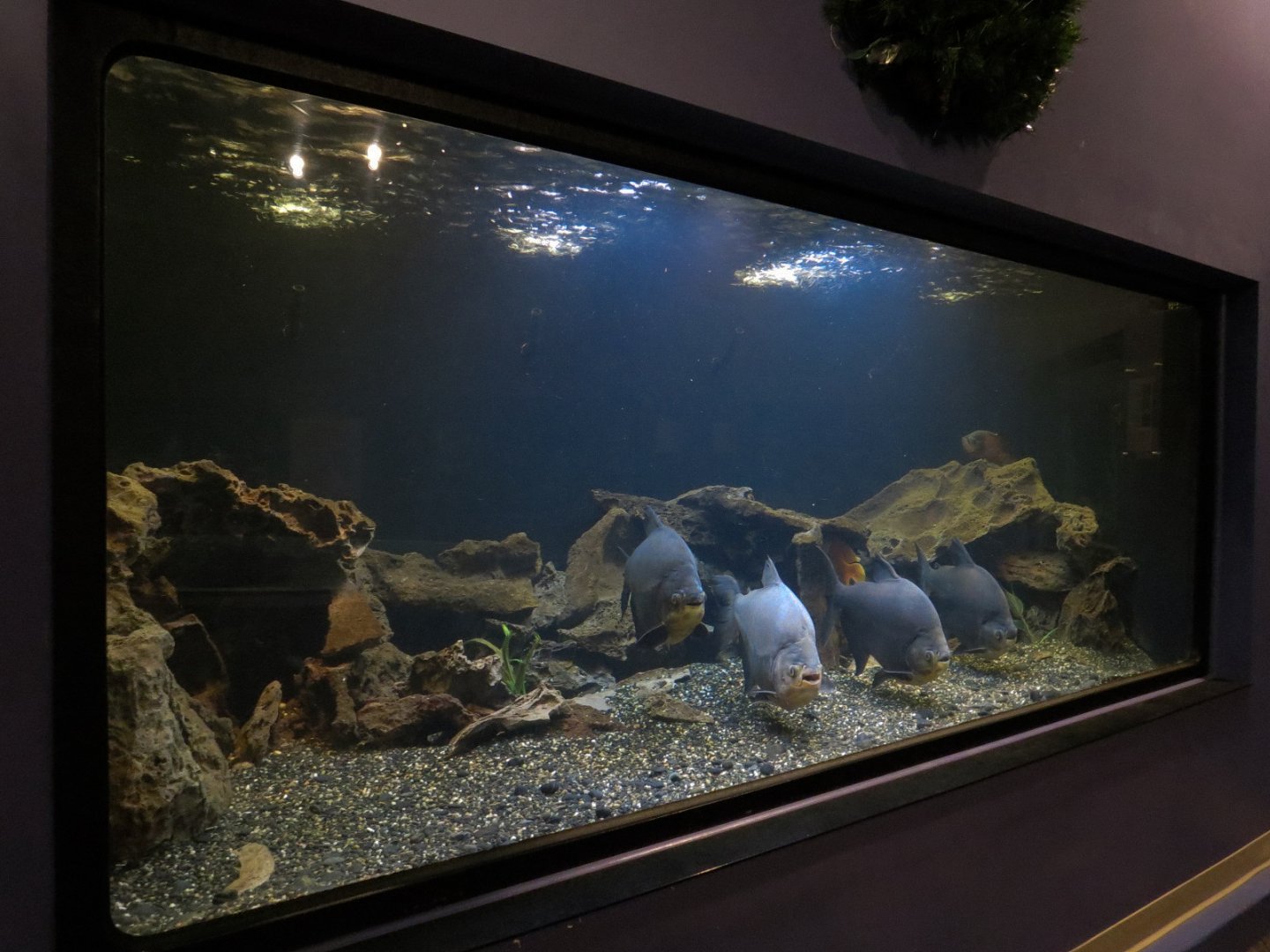 Tropical Waters - Black Pacu and Tiger Oscar Exhibit