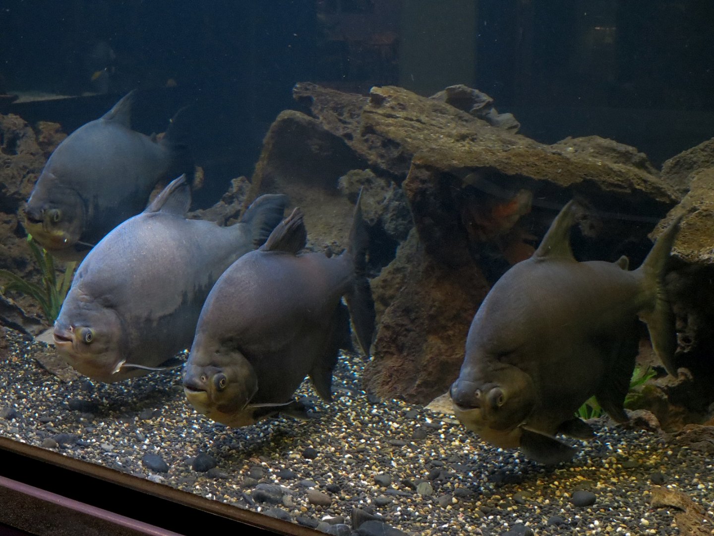 Tropical Waters - Black Pacu