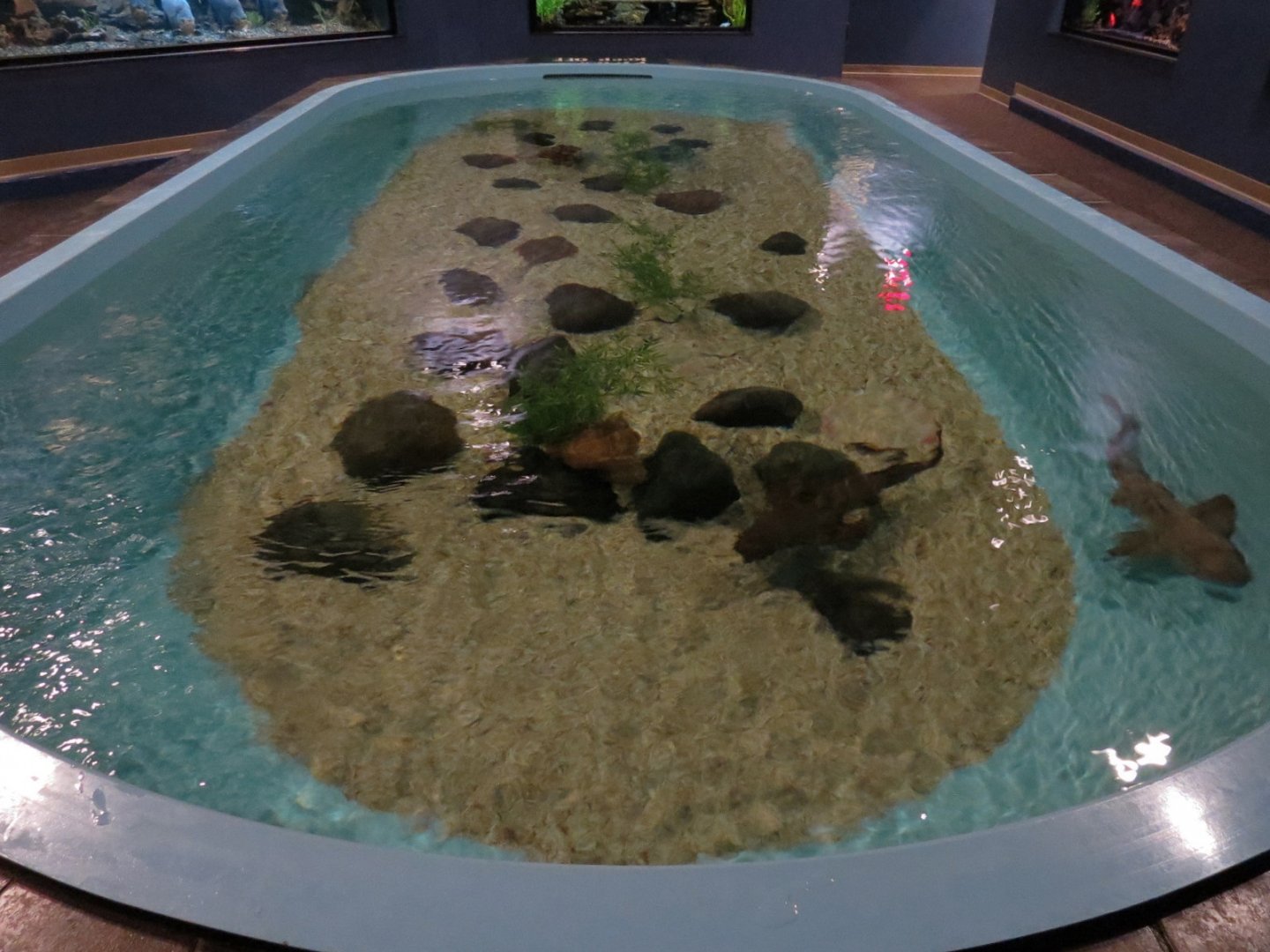 Tropical Waters - Horn Shark and Cal. Round Stingray Exhibit