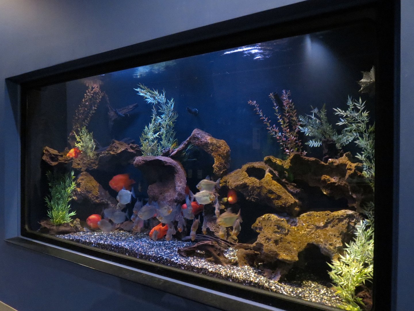 Tropical Waters - Red Blood Parrot Cichlid and Others Exhibit