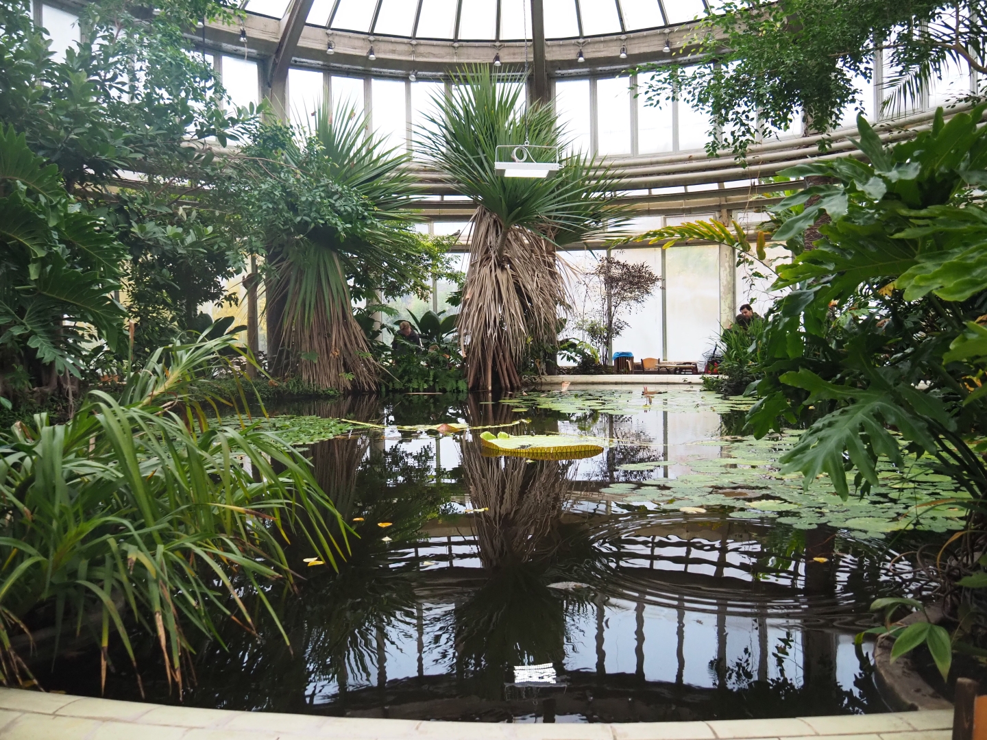Tropical wing of the Rivierahal - Victoria greenhouse (Nov 10th, 2018)