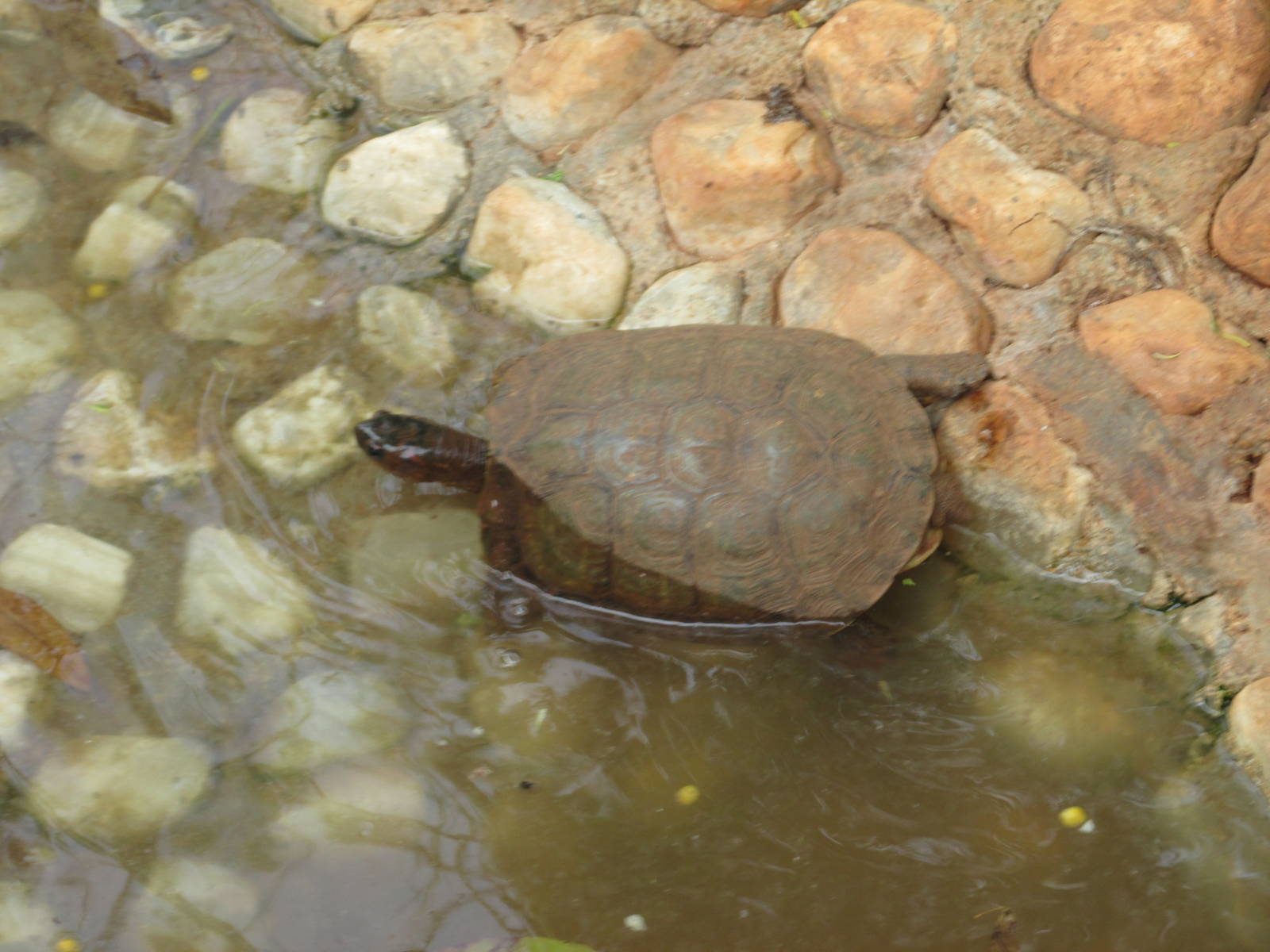 tropical wood turtle animaya
