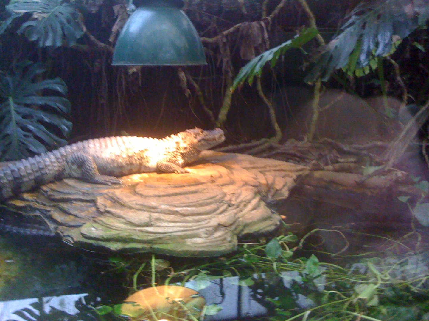 Tropical Zoo 2010 Alligator
