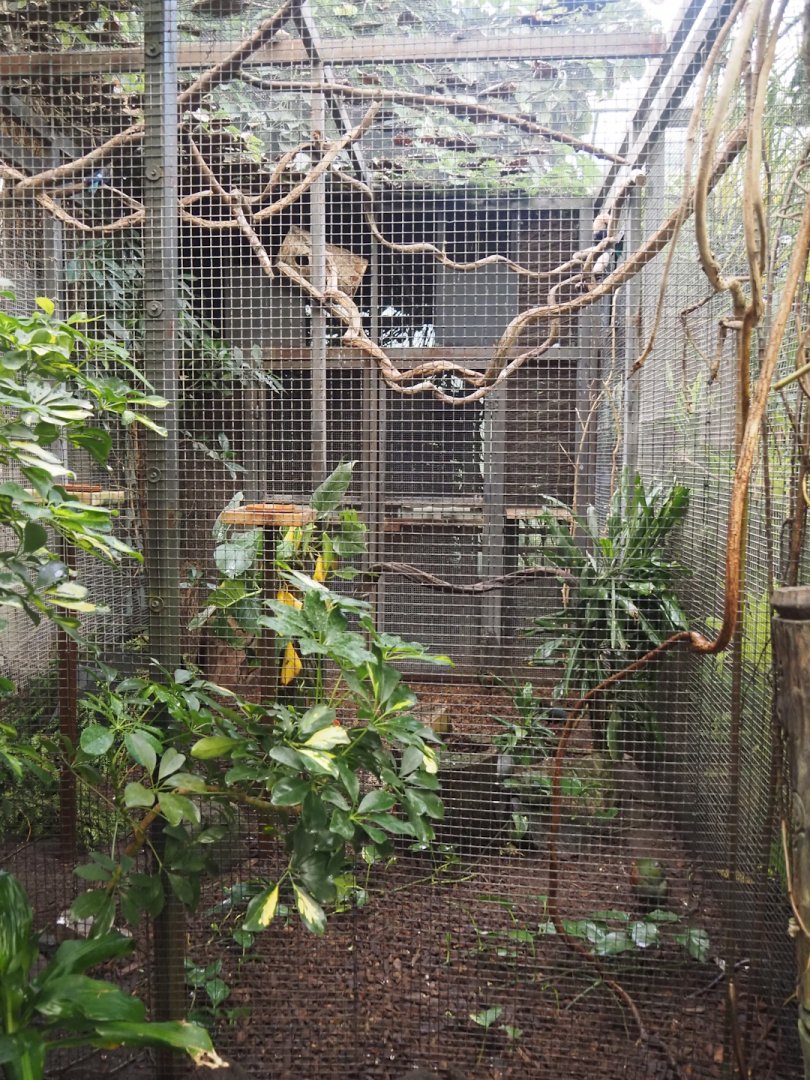 Tropicalia greenhouse - Crested wood partridge and Blue-bellied roller aviary, 2025-09-01