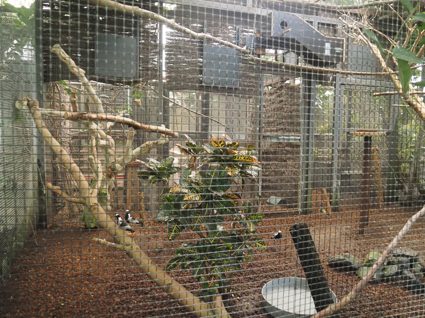 Tropicalia greenhouse - Curl-crested aracari and Blacksmith lapwing aviary, 2025-09-01
