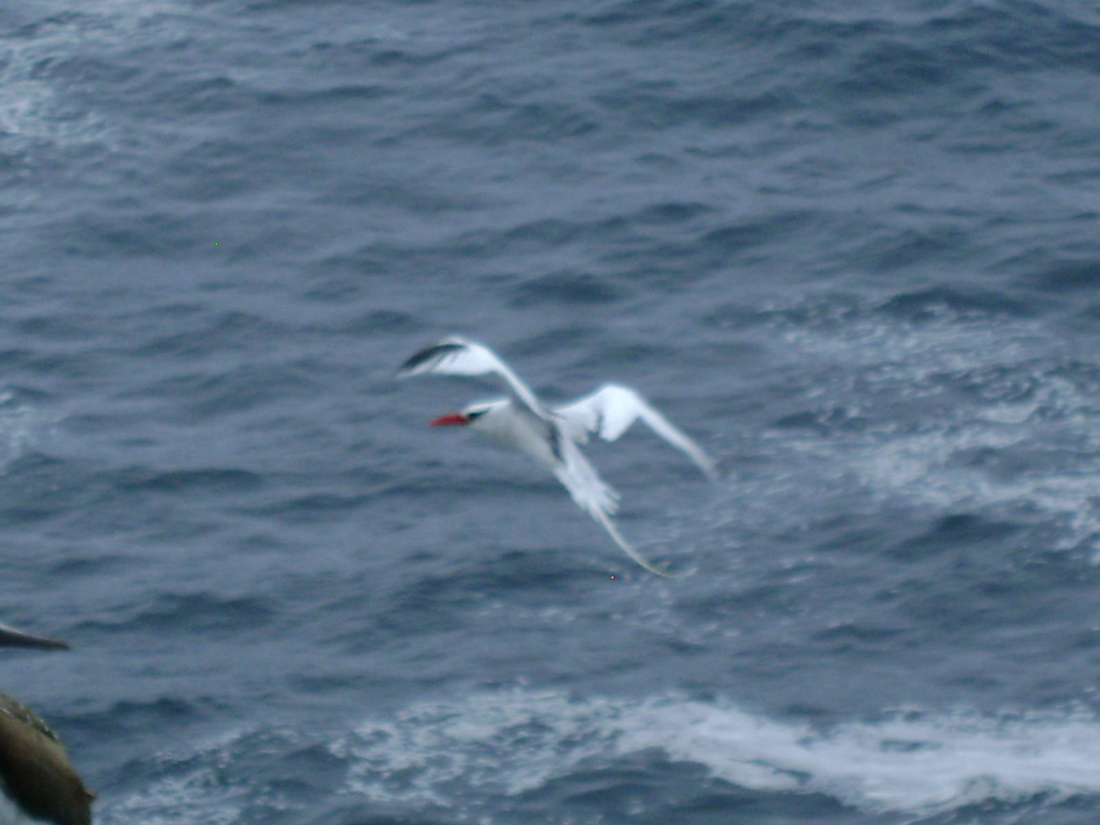 Tropicbird