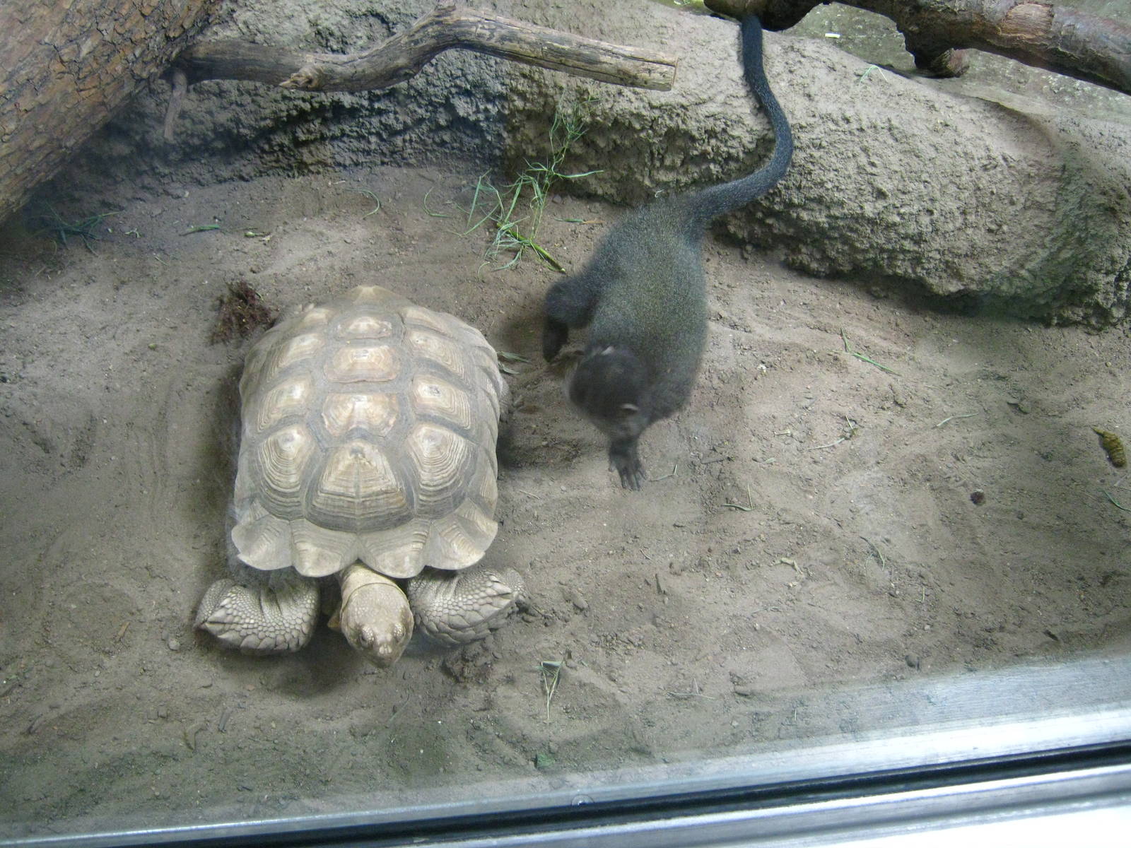 Tropics-African Spurred Tortoise and Blue Monkey