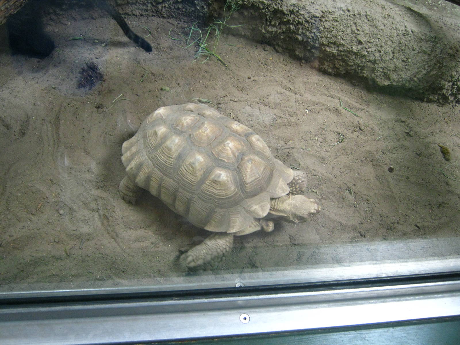 Tropics-African Spurred Tortoise