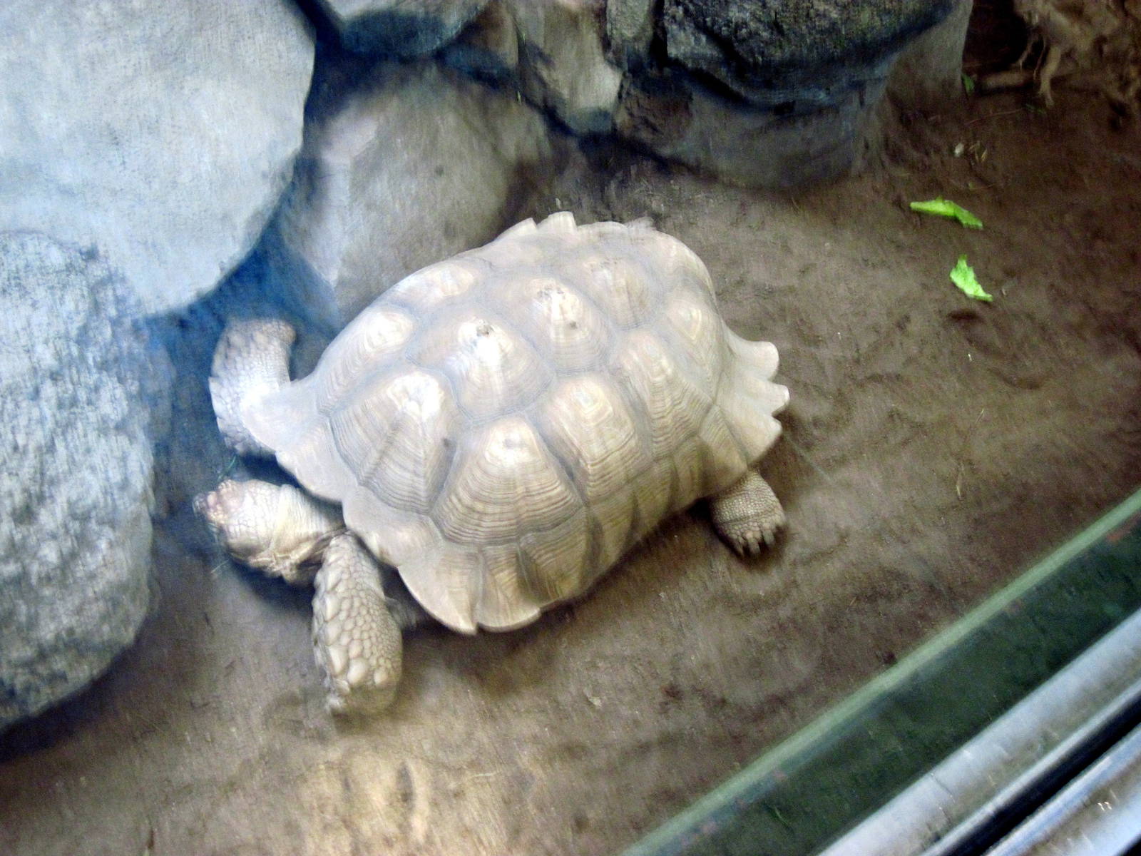Tropics-African Spurred Tortoise