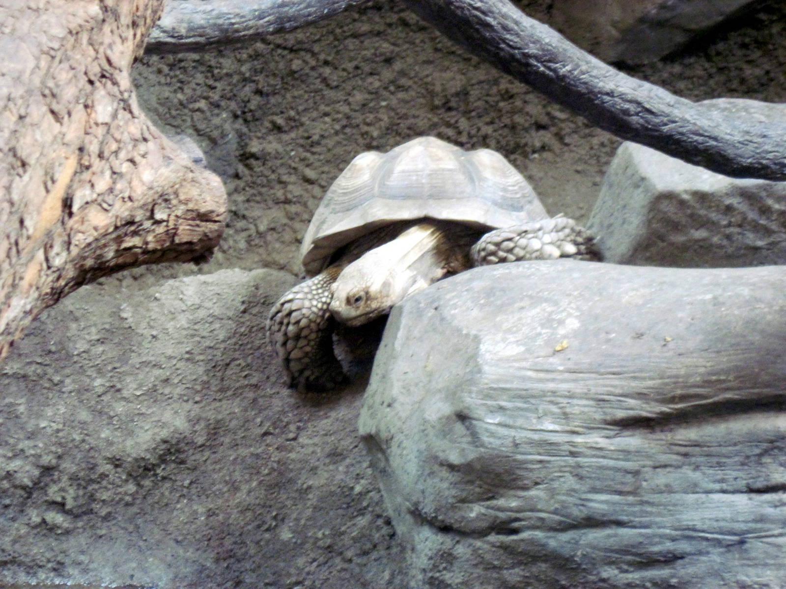 Tropics-African Spurred Tortoise