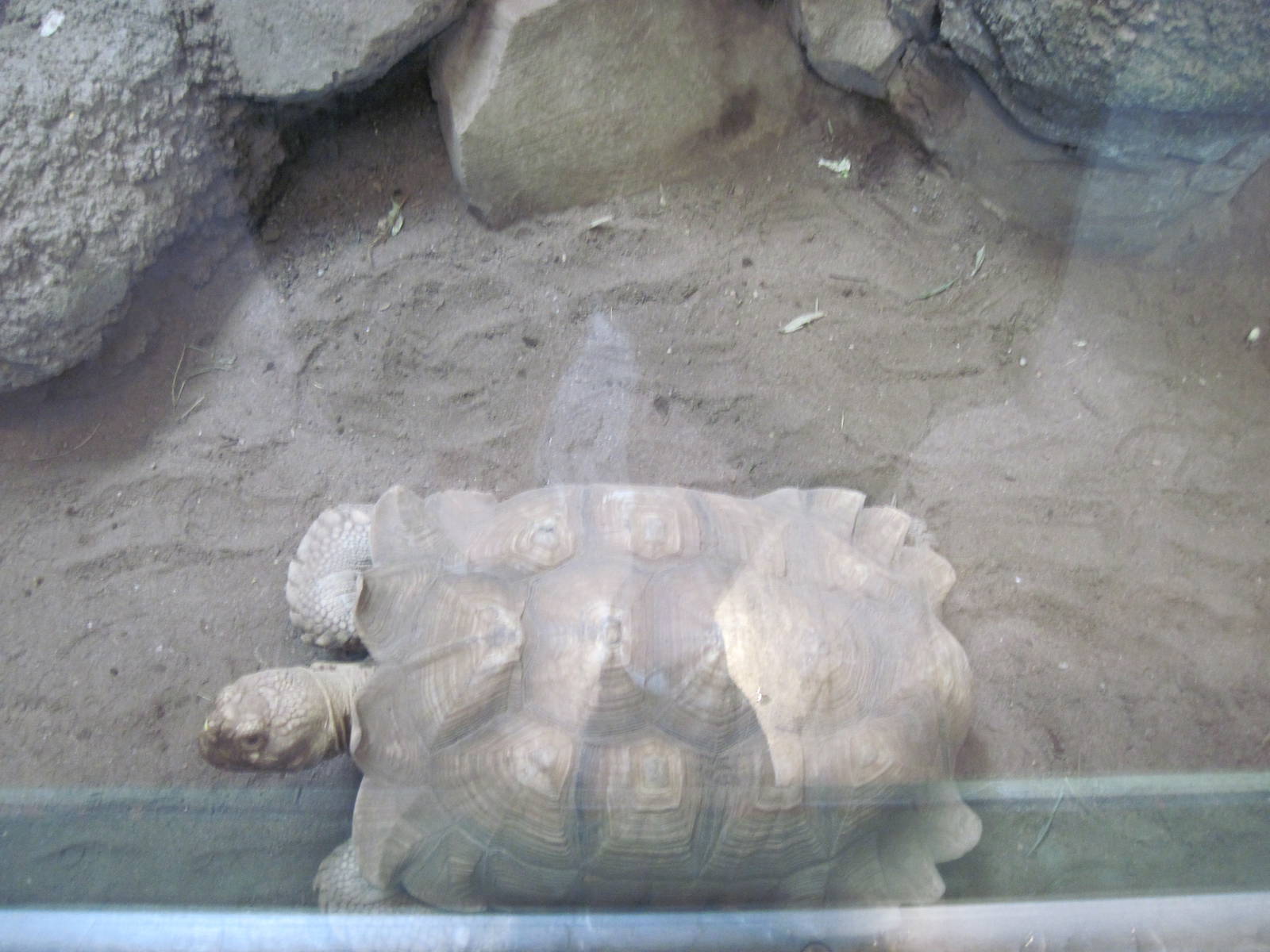 Tropics-African Spurred Tortoise