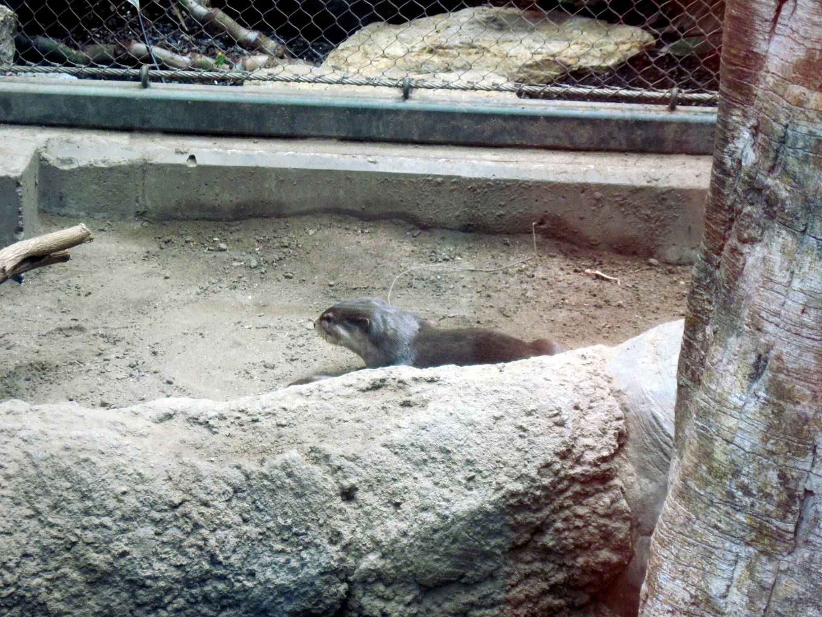 Tropics-Asian Small-clawed Otter