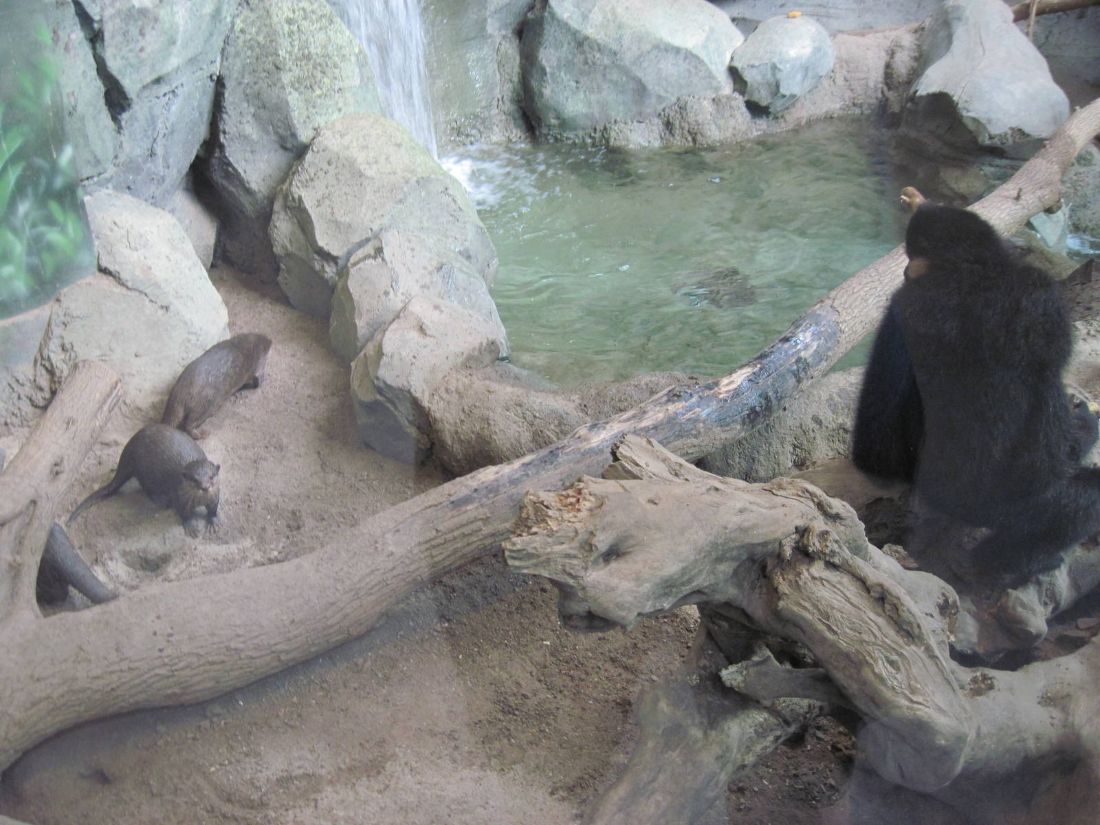 Tropics-Asian Small-clawed Otters and White-cheeked Gibbon
