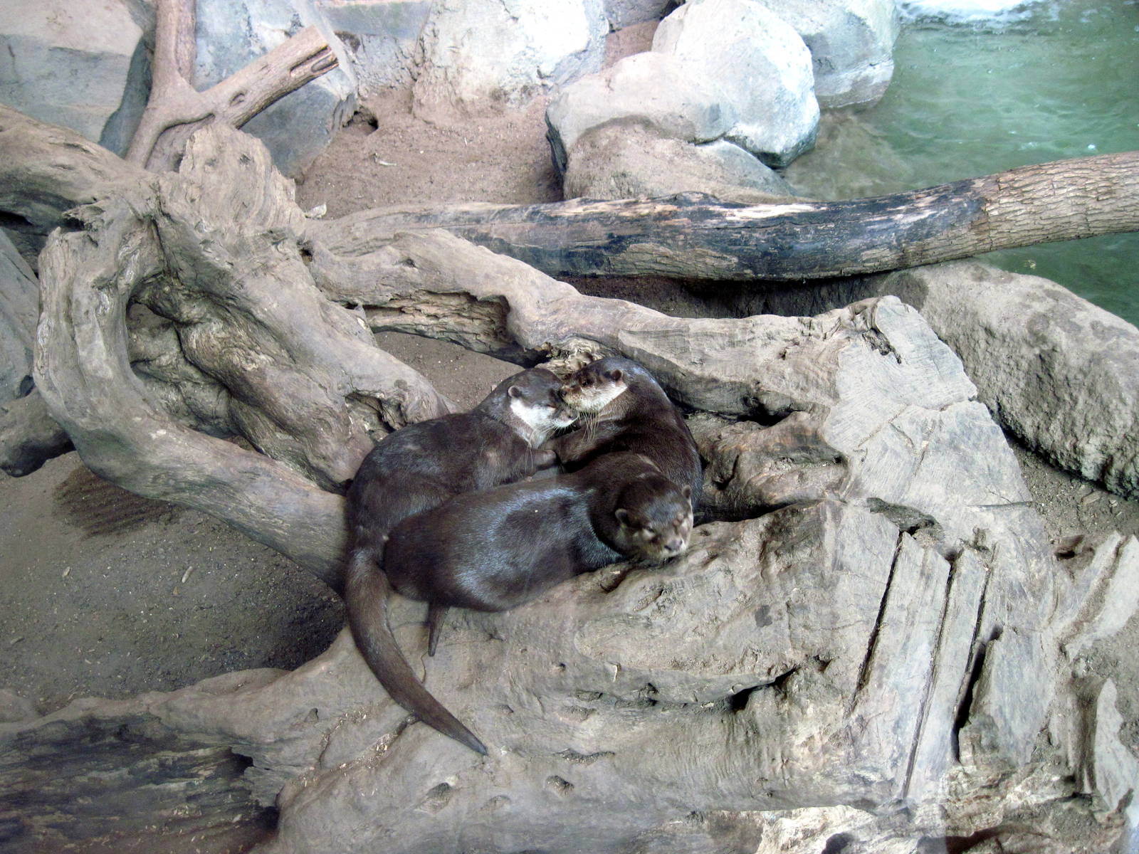 Tropics-Asian Small-clawed Otters