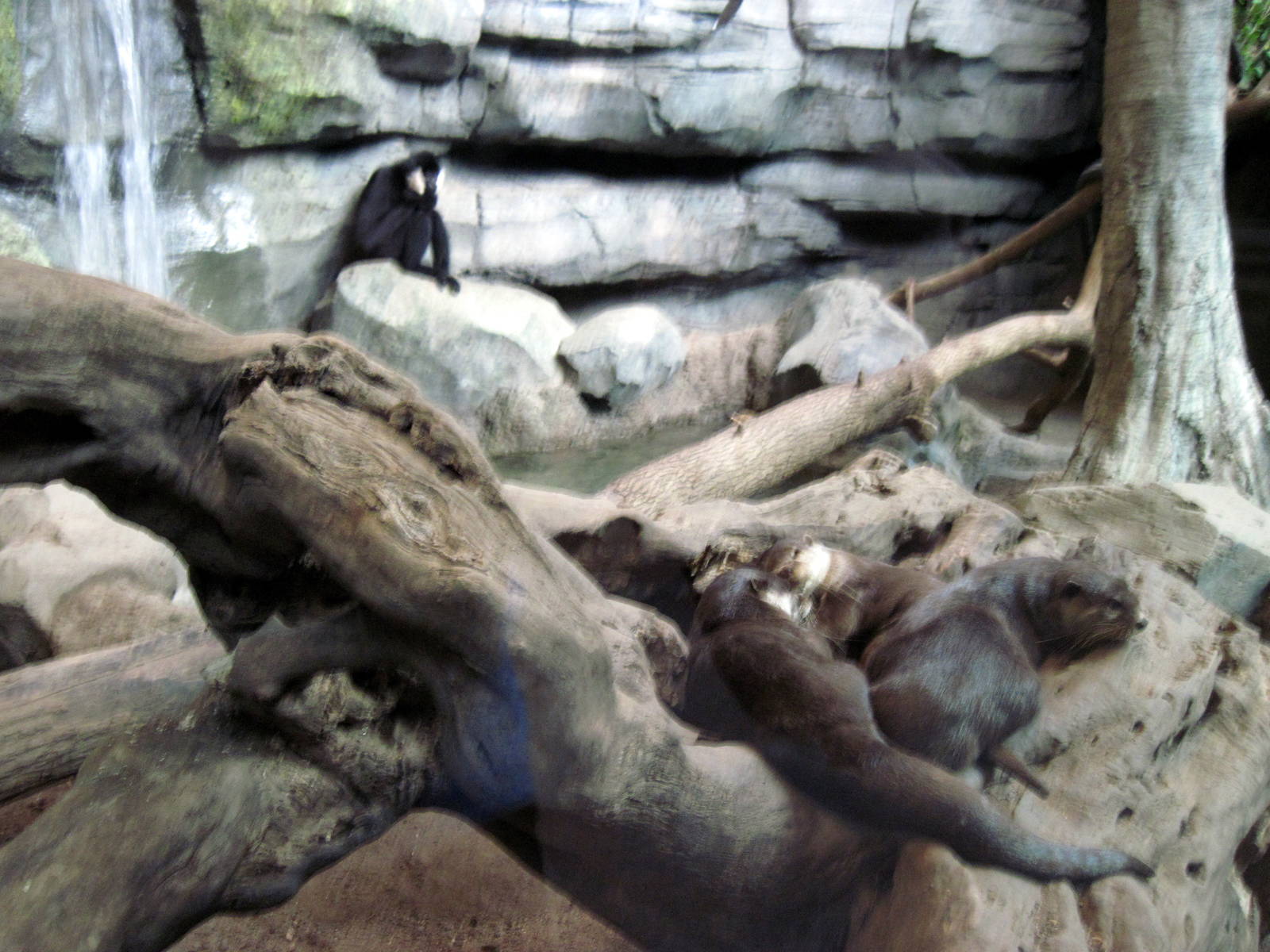 Tropics-Asian Small-clawed Otters